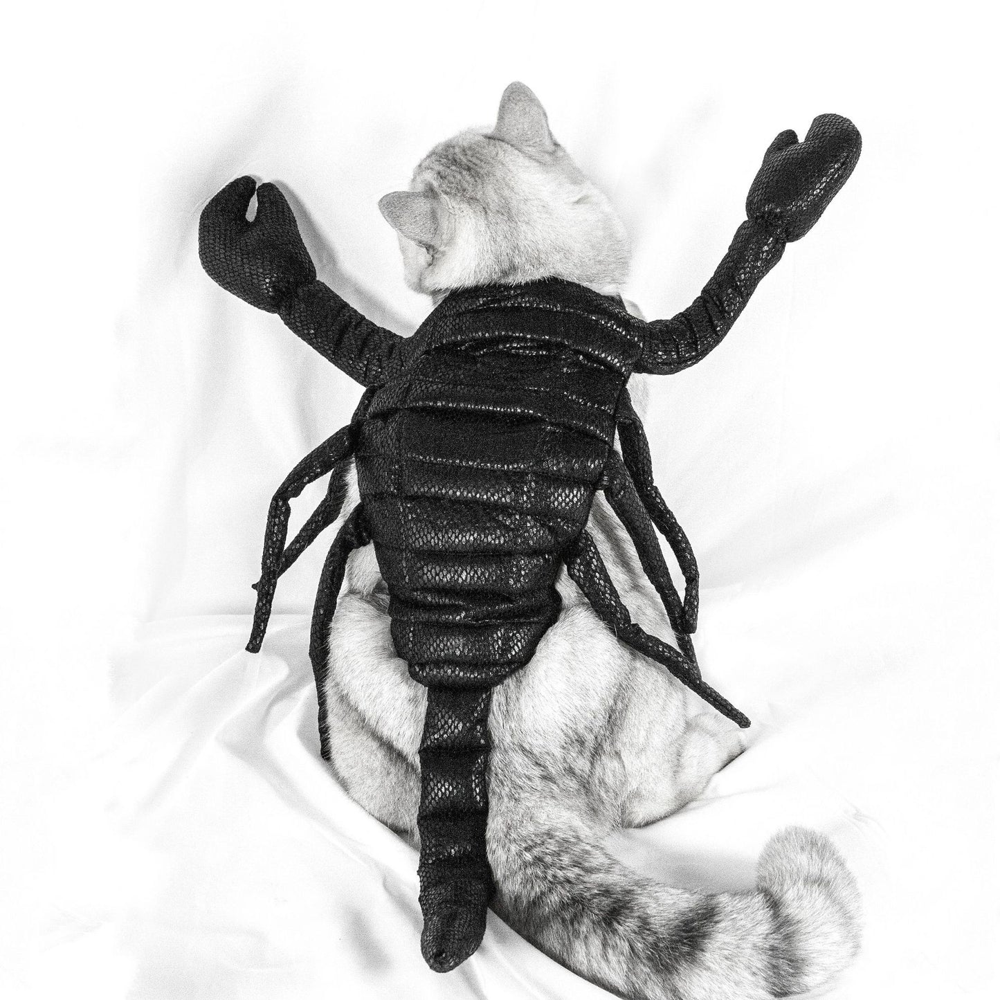 A cat sits with its back turned, wearing a black scorpion costume with pincers raised. The image is in black and white, highlighting the texture of both the costume and the cat's fur.