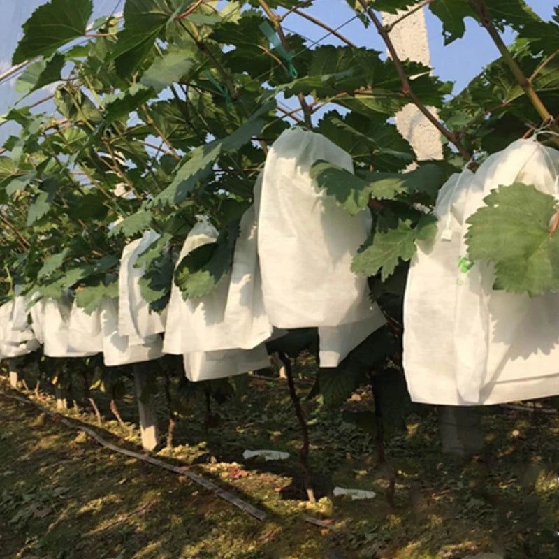 100Pcs Grape Protection Bags