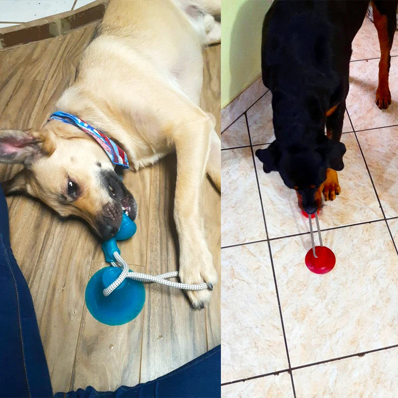 Interactive Dog Toy Set with Suction Cup