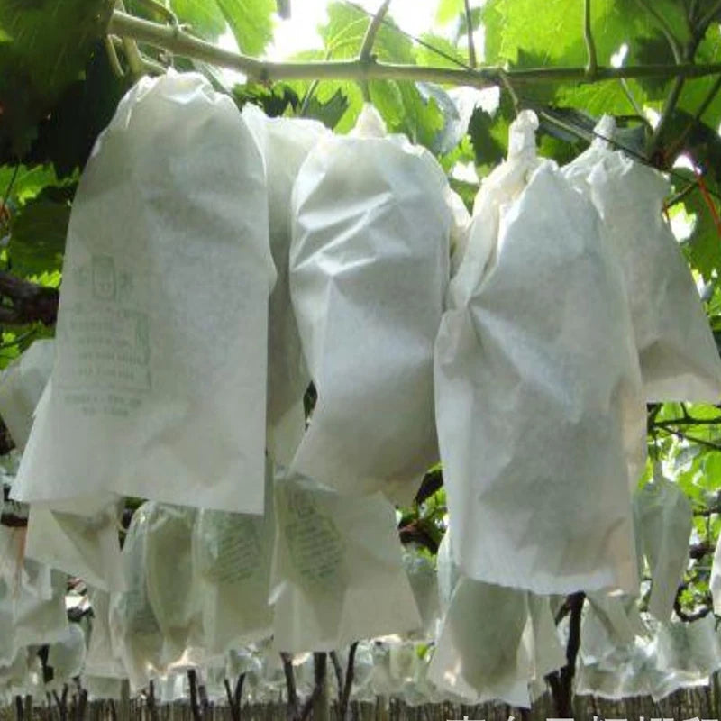 100Pcs Grape Protection Bags