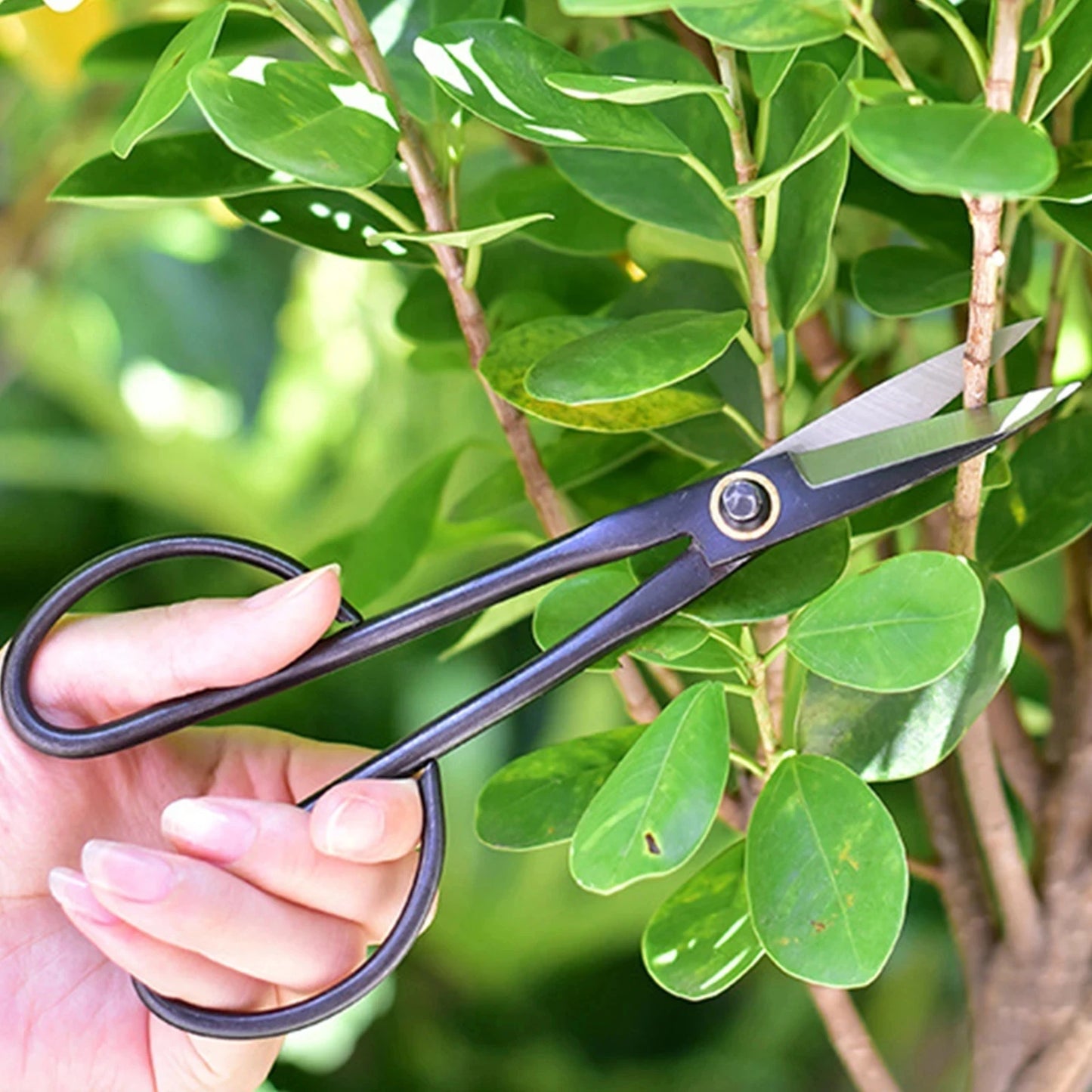 Beginner Bonsai Tool 21cm Long Handle Scissors