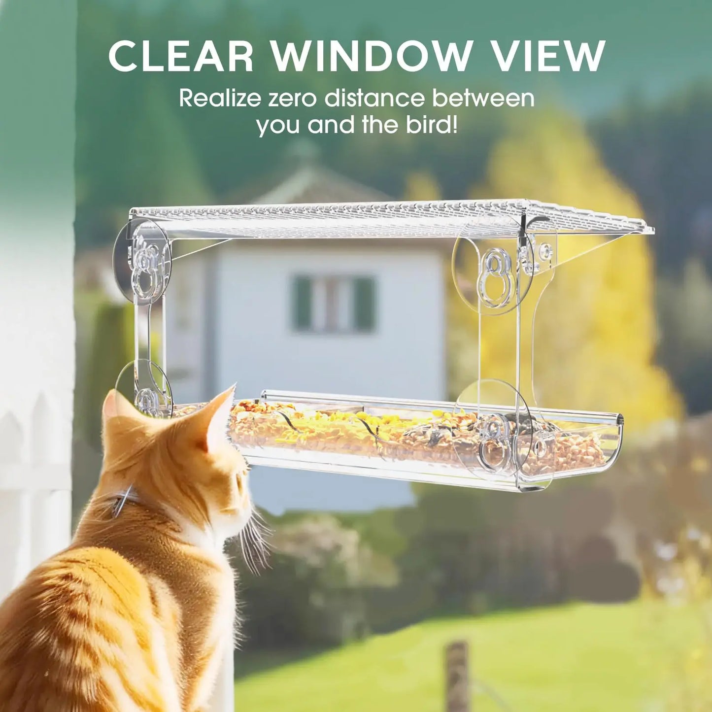 Clear Window Bird Feeder with Suction Cups