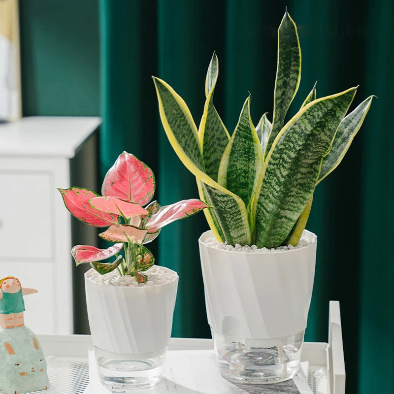 Hydroponic Self-Watering Flower Pot