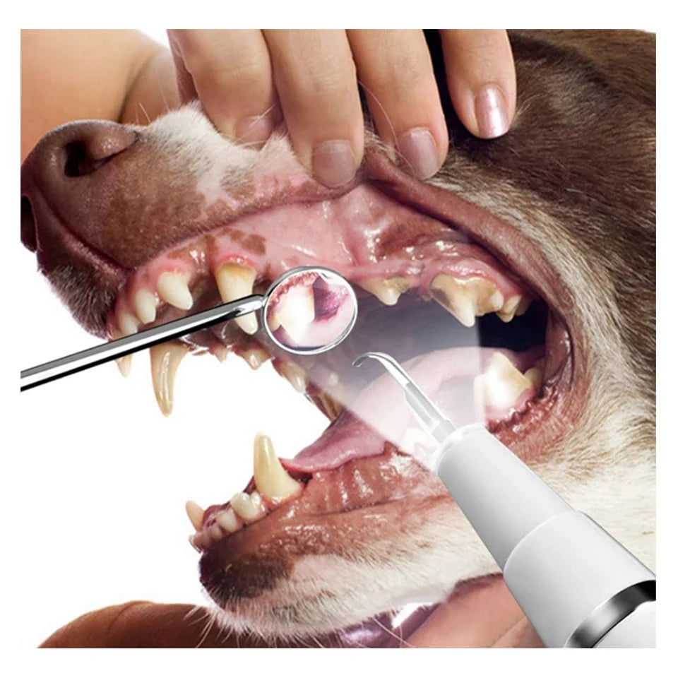 Pet Dental Ultrasonic Scaler