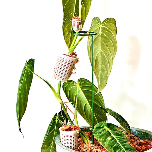 Climbing Plant Support Extension Pole